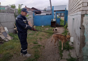 В Прикамье спасатели вызволили провалившуюся в погреб собаку